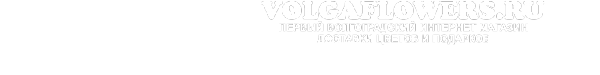 Логотип компании Volgaflowers.ru